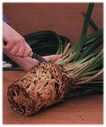 cut into the root ball with a sharp knife